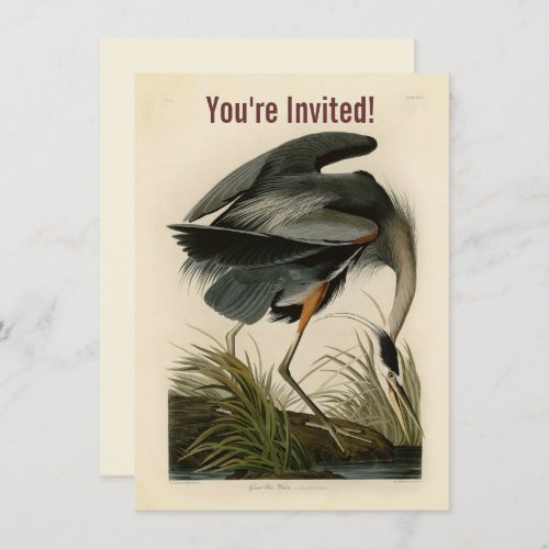 Audubon Great Blue Heron Marsh Bird Invitation