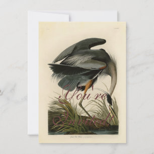 Audubon Great Blue Heron Marsh Bird Invitation