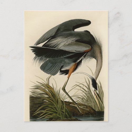 Audubon Great Blue Heron Marsh Bird Postcard