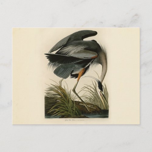 Audubon Great Blue Heron Marsh Bird Postcard