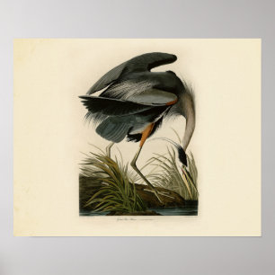 Audubon Great Blue Heron Marsh Bird Poster