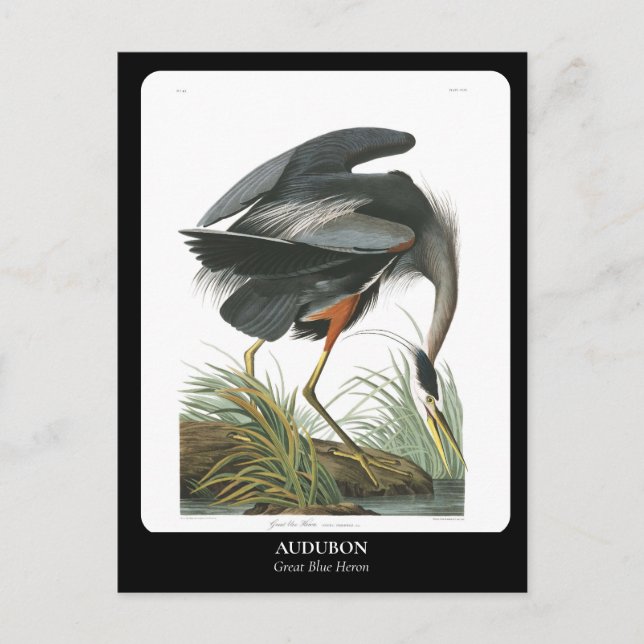 AUDUBON / Great Blue Heron Postcard (Front)
