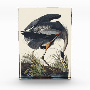 Audubon Great Blue Heron Wetland Majesty Acrylic Award