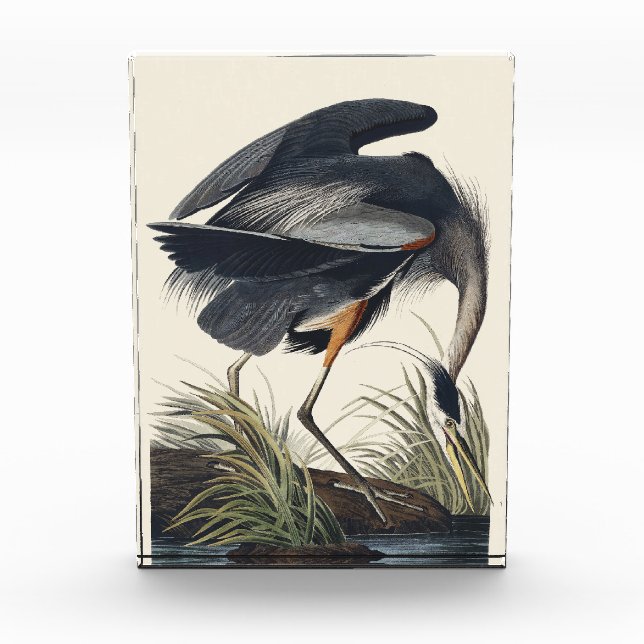 Audubon Great Blue Heron Wetland Majesty Acrylic Award (Front)