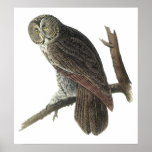 Audubon Great Gray Owl Poster Or Print at Zazzle