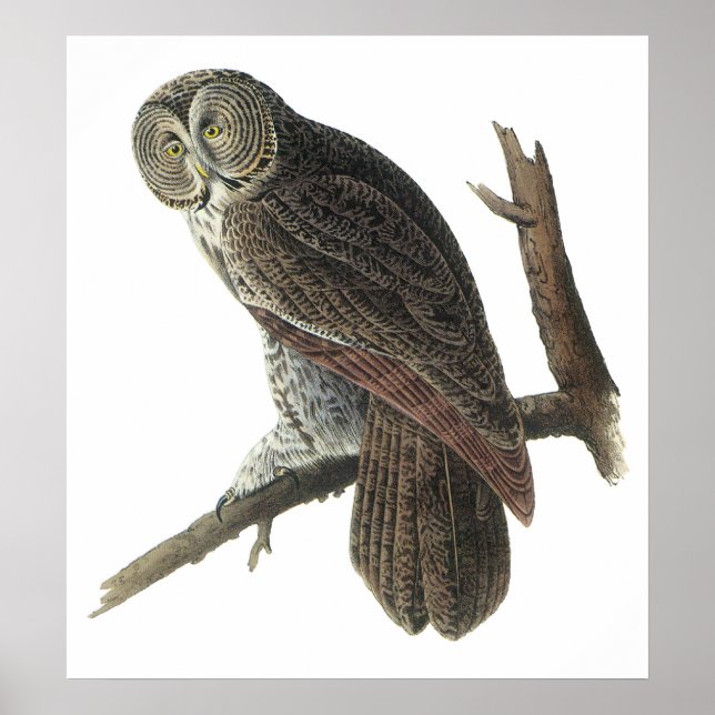 Audubon Great Gray Owl Poster or Print (Front)
