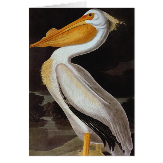 Audubon: Great White Pelican Cards (Front)