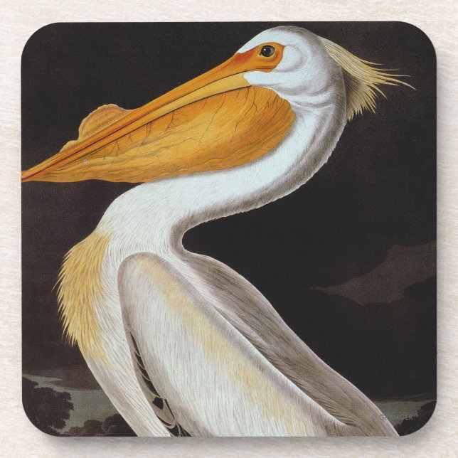 Audubon: Great White Pelican Drink Coaster (Front)