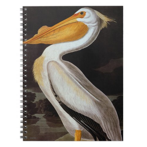 Audubon Great White Pelican Notebook