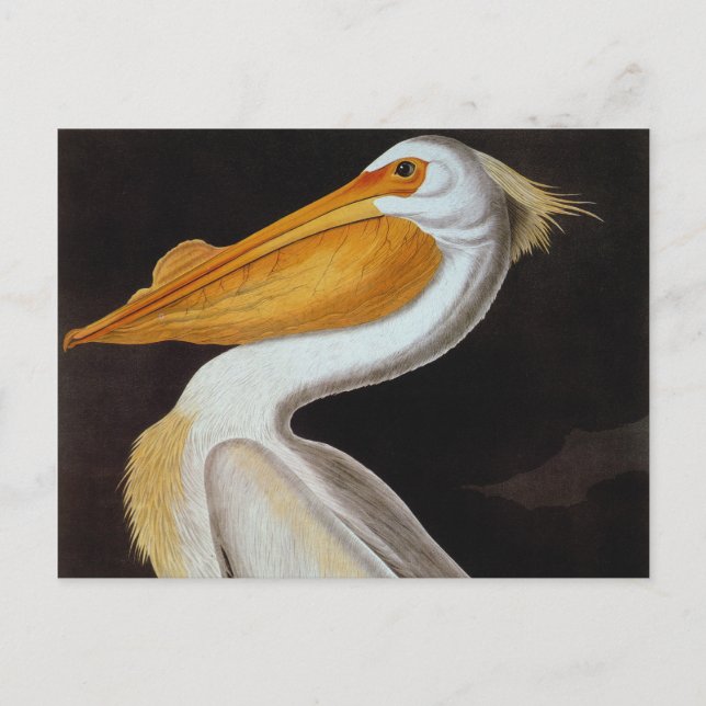 Audubon: Great White Pelican Postcard (Front)