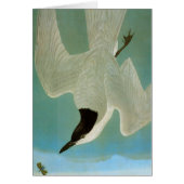 Audubon: Gull-Billed Tern (Front)