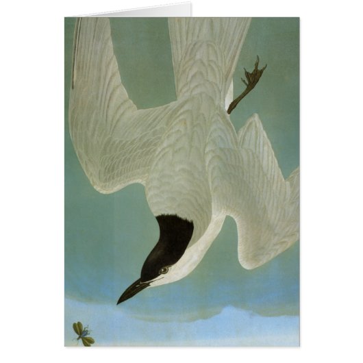 Audubon: Gull-Billed Tern Cards (Front)