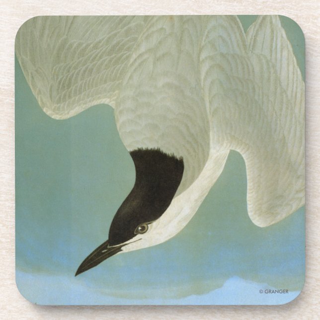 Audubon: Gull-Billed Tern Coaster (Front)