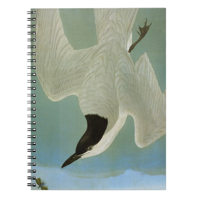 Audubon: Gull-Billed Tern Notebook (Front)
