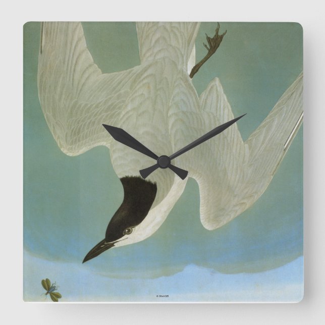 Audubon: Gull-Billed Tern Square Wall Clock (Front)