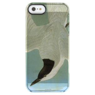 Audubon: Gull-Billed Tern Clear iPhone SE/5/5s Case