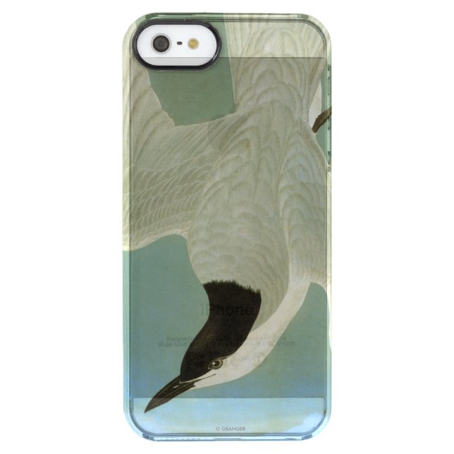 Audubon: Gull-Billed Tern Uncommon iPhone Case (Back)