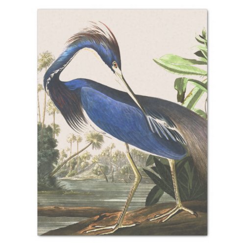 Audubon Heron Bird Wildlife Animal Tissue Paper