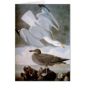 Audubon: Herring Gull (Front)