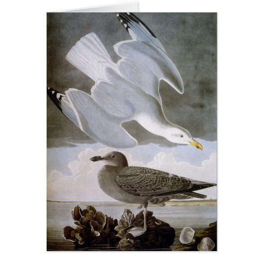 Audubon: Herring Gull Cards (Front)