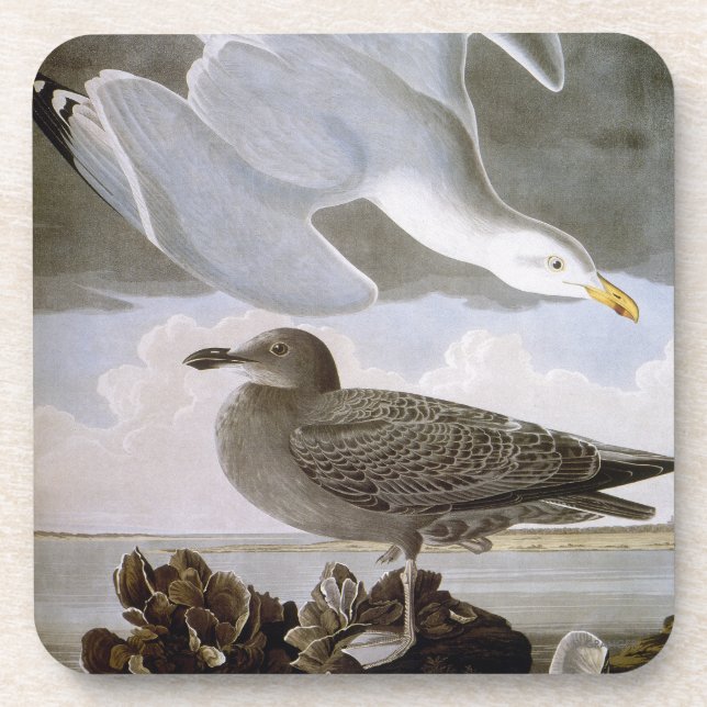 Audubon: Herring Gull Coaster (Front)