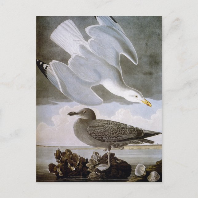 Audubon: Herring Gull Postcard (Front)
