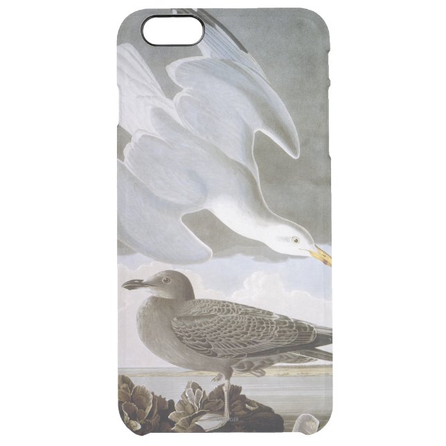 Audubon: Herring Gull Uncommon iPhone Case (Back)