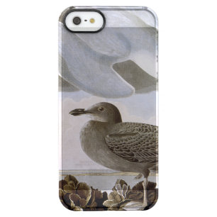 Audubon: Herring Gull Clear iPhone SE/5/5s Case