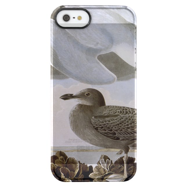 Audubon: Herring Gull Uncommon iPhone Case (Back)