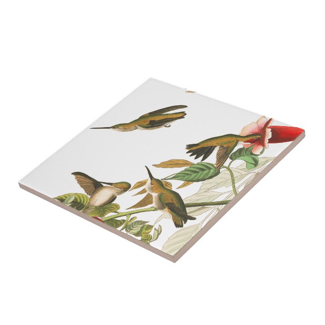 Audubon Hummingbird Birds Wildlife Floral Tile (Side)
