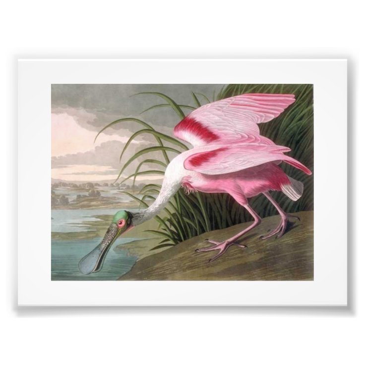 Audubon Illustration Spoonbill Photo Print | Zazzle