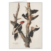 Audubon Ivory-Billed Woodpecker (Front)