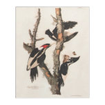 Audubon Ivory-Billed Woodpecker Acrylic Print