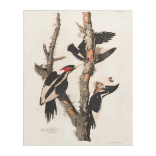 Audubon Ivory-Billed Woodpecker Acrylic Print