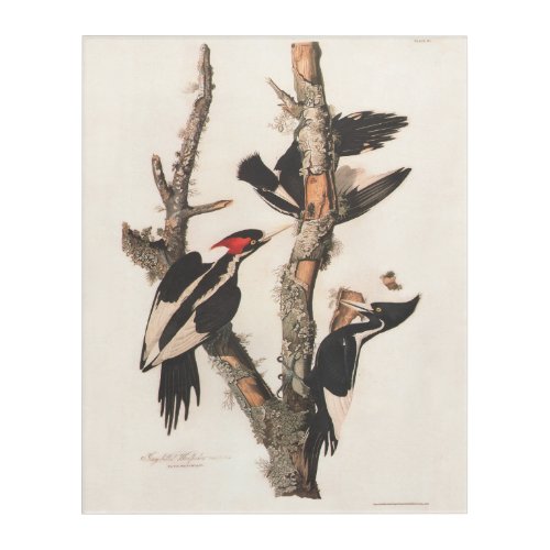 Audubon Ivory_Billed Woodpecker Acrylic Print