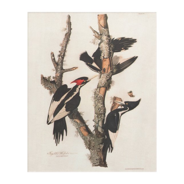 Audubon Ivory-Billed Woodpecker Acrylic Print (Front)