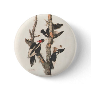 Audubon Ivory-Billed Woodpecker Button