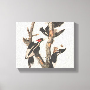 Audubon Ivory-Billed Woodpecker Canvas Print