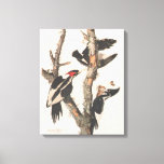 Audubon Ivory-Billed Woodpecker Canvas Print