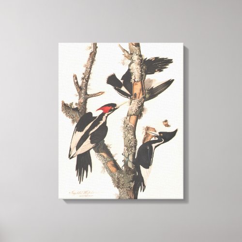 Audubon Ivory_Billed Woodpecker Canvas Print