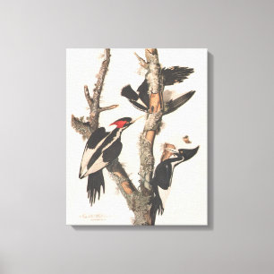 Audubon Ivory-Billed Woodpecker Canvas Print