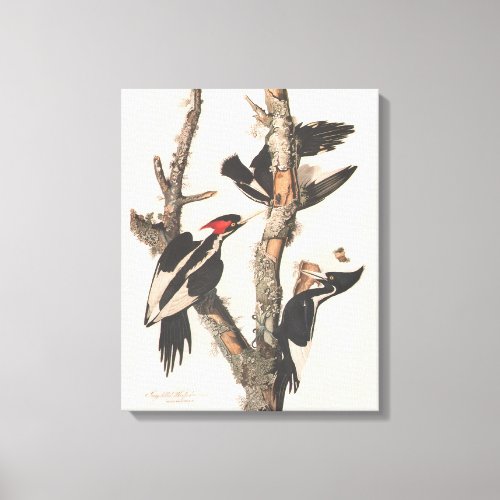Audubon Ivory_Billed Woodpecker Canvas Print