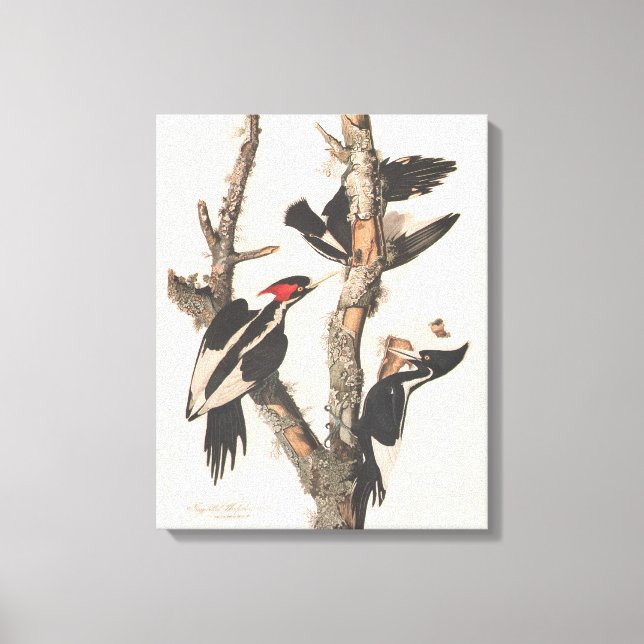 Audubon Ivory-Billed Woodpecker Canvas Print (Front)