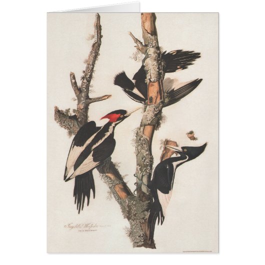 Audubon Ivory-Billed Woodpecker Cards (Front)