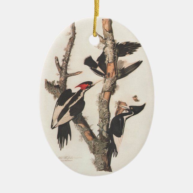 Audubon Ivory-Billed Woodpecker Ceramic Ornament (Front)