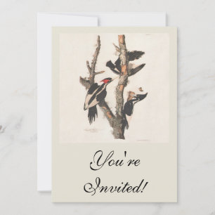 Audubon Ivory-Billed Woodpecker Invitation