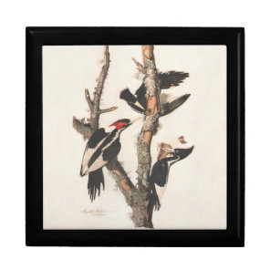Audubon Ivory-Billed Woodpecker Jewelry Box