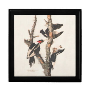Audubon Ivory-Billed Woodpecker Jewelry Box