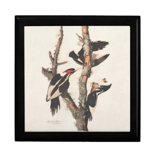 Audubon Ivory_Billed Woodpecker Jewelry Box