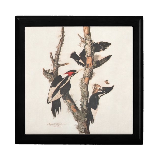 Audubon Ivory-Billed Woodpecker Jewelry Box (Front)